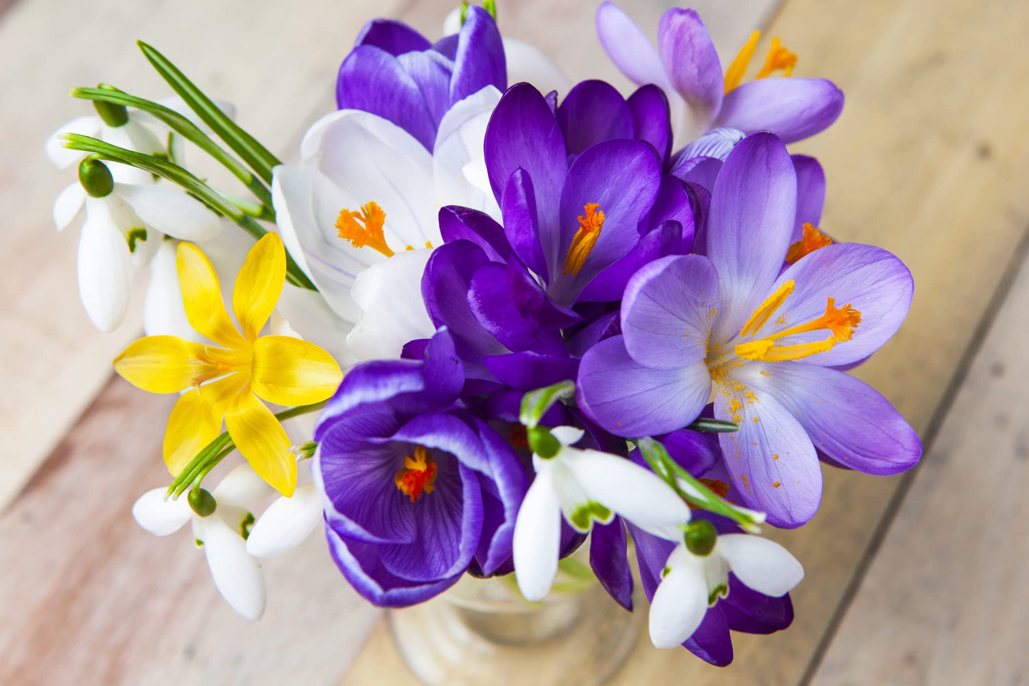 Prechilled Crocus Bulbs for Planting, Grow Indoors in Water or Soil - Ready to Force Indoors or for Outdoor Planting