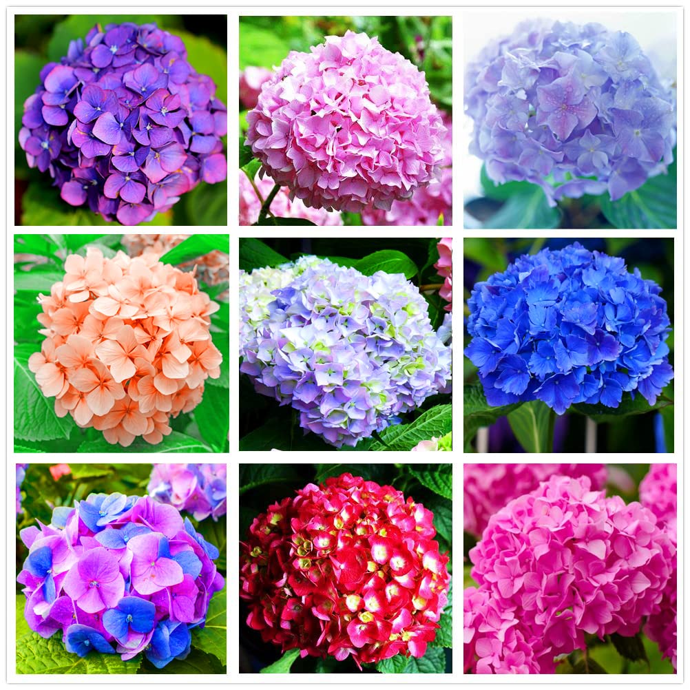 Hydrangea Mix 10+ Seeds Flowers Easy to Grow Planting for Outdoor Indoor
