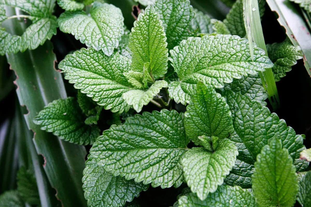 Herb Peppermint Seeds for Planting - 100 Seeds