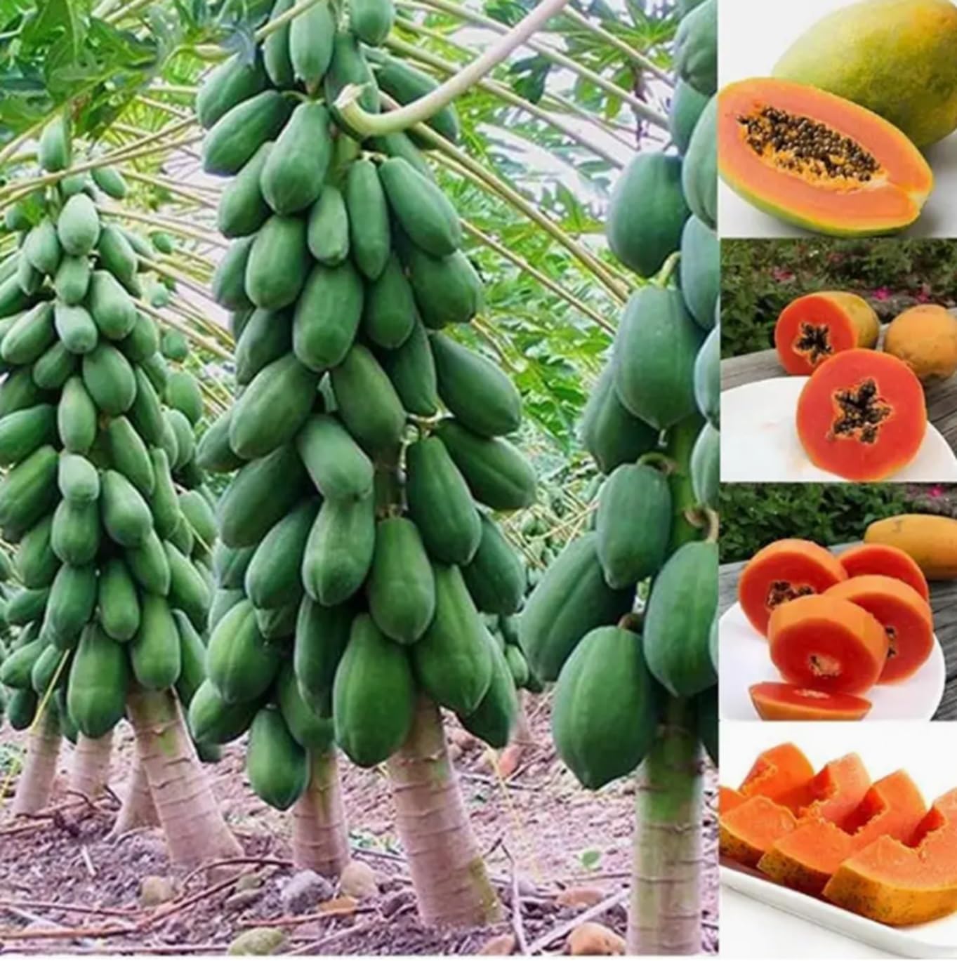 10 Dwarf Papaya Seed Sweet Fruit Tree Seeds for Planting