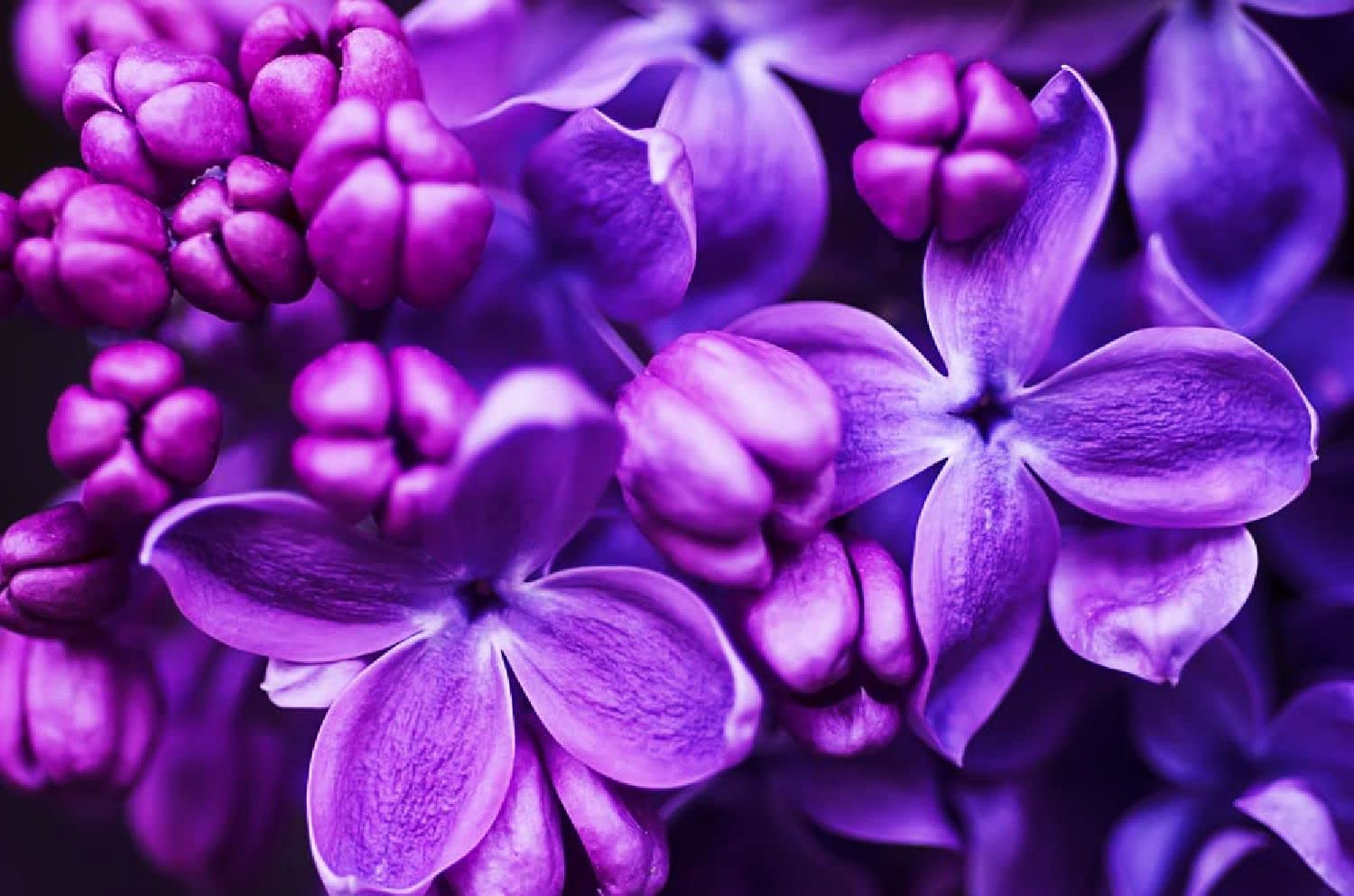 Purple Lilac Seeds for Planting - 25 Pcs Seeds - Stunning Purple Flowers, Great for Landscaping or Bonsai