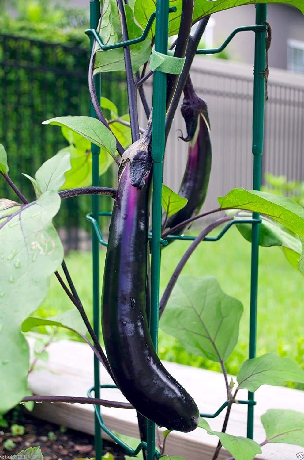 Long Purple Eggplant Seed for Planting | 150+ Seeds | Non-GMO Exotic Heirloom Vegetables | Great Gardening Gift