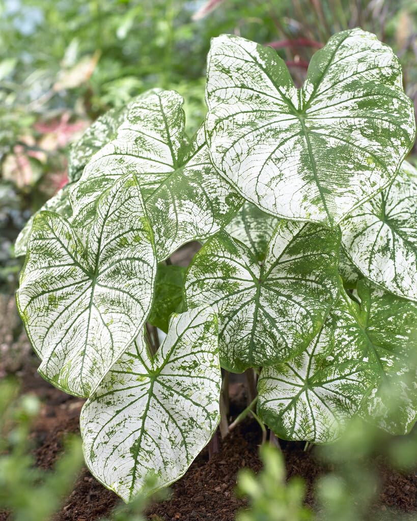 12 White Candidum Caladium Bulbs for Planting - Perennial Hosta, Elephant Ears