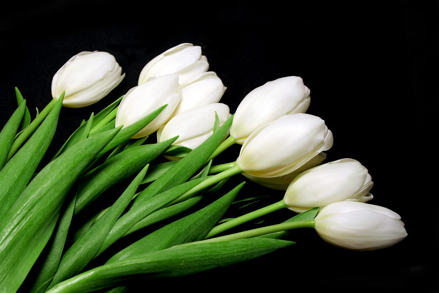 White Tulip Bulbs to Grow - 10 Bulbs - Ships from Iowa, USA