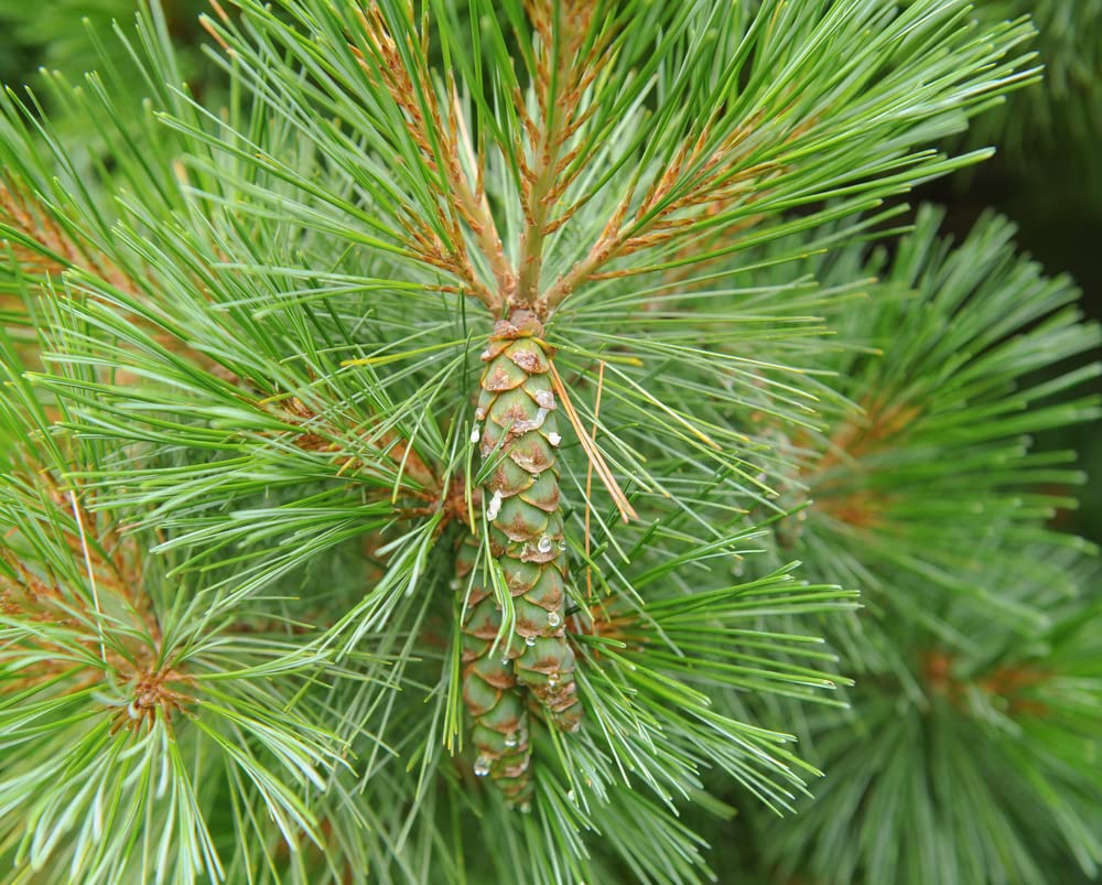 White Pine Tree Seedlings for Planting - Evergreen Tree Seedlings - Landscaping or Wind Block Trees - No Ship to California