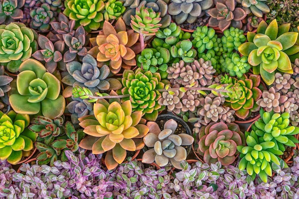 Succulent Seeds Mix - 25 Seeds - Echeveria Species Mix - Ships from Iowa, USA - Grow Exotic Succulent Cacti