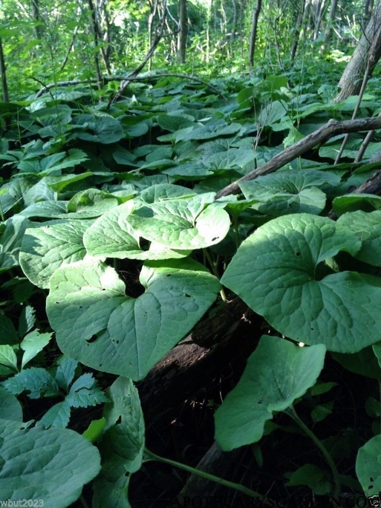 Wild ginger Seeds AKA Canadian Ginger ,vigorous groundcover, 25 Seeds Perennial.