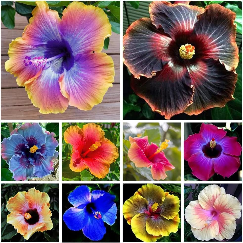 Mixed Hibiscus Flower Seeds for Planting - Perennial Non-GMO Heirloom - Easy to Grow & Maintain