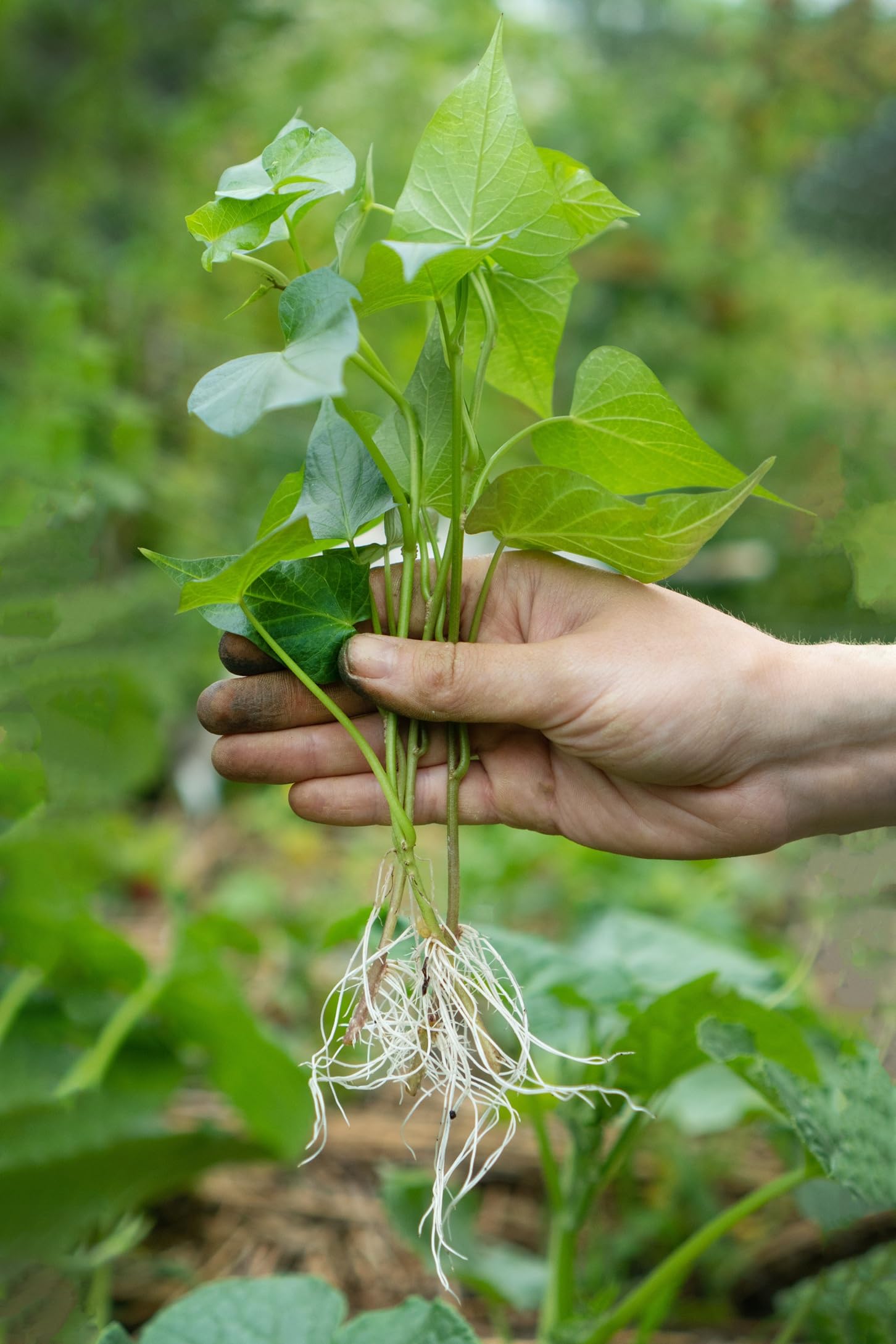 3 White Sweet Potato Slips for Planting - Grow Your Own Tasty Sweet Potatos (3 Slips) Yams