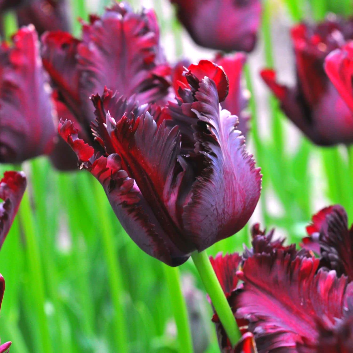 Tulip Bulbs - 25 Large Mix Tulip Bulbs for Fall Planting Outdoor/Indoor - Perennial Flowers