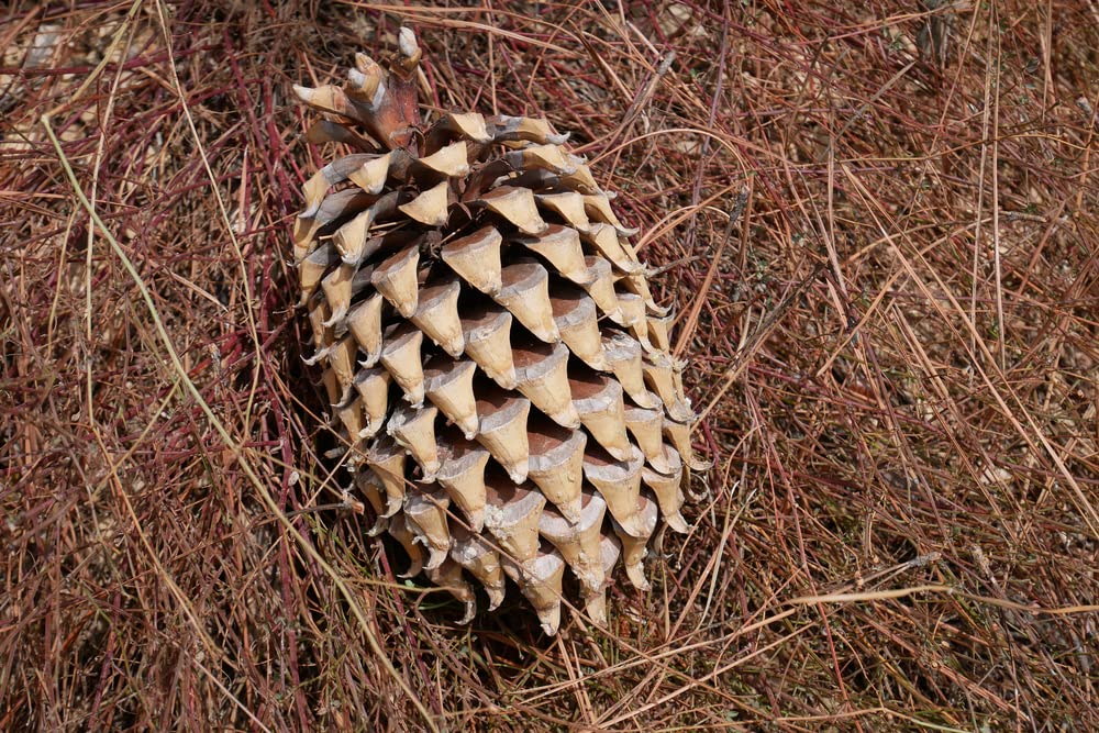 Giant Coulter Pine Cones - Great for Seasonal Decoration or Crafts, 10-12 Inch Length and Very Thick