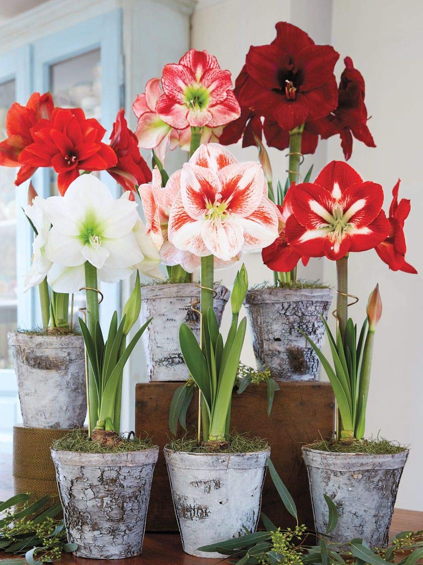 Amaryllis Grow Kit - Pre Potted Amaryllis Bulb in Gift Box - Live Plant Christmas Present