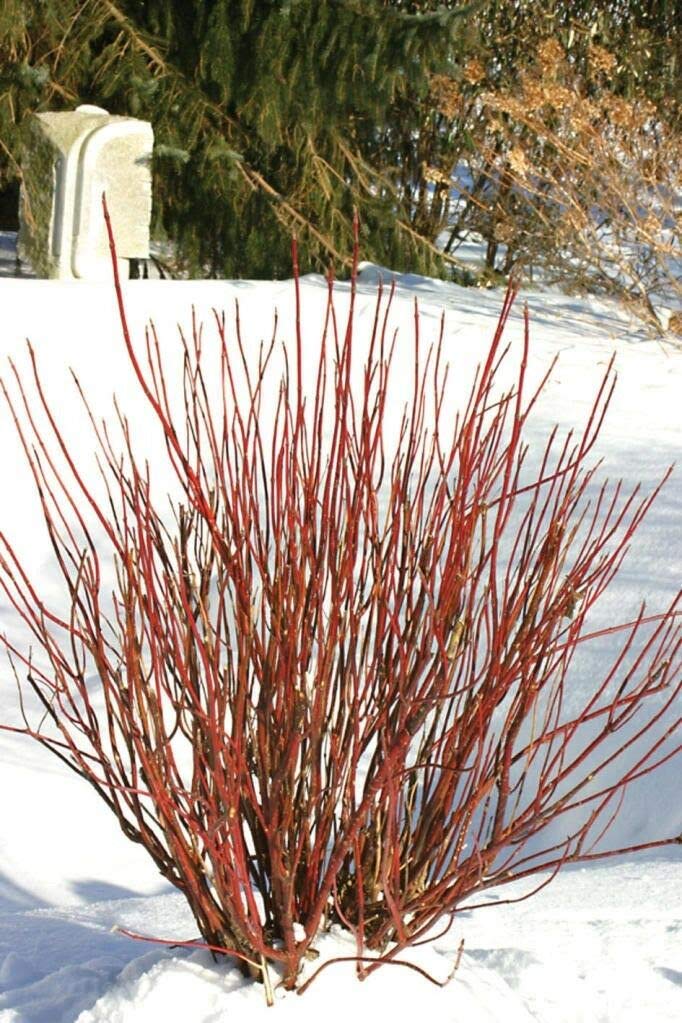 RED TWIG Dogwood American Red Osier Shrub White Flower Cornus Sericea jocad (20 Seeds)