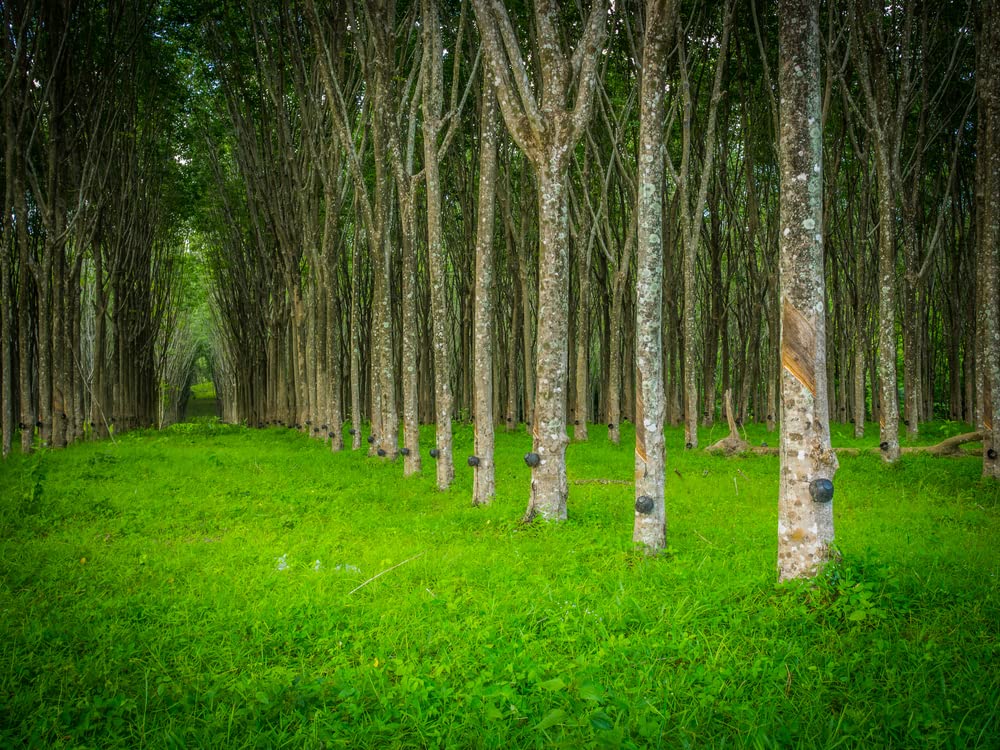 Hardy Rubber Tree Seeds for Planting - 20 Seeds - Eucommia ulmoides