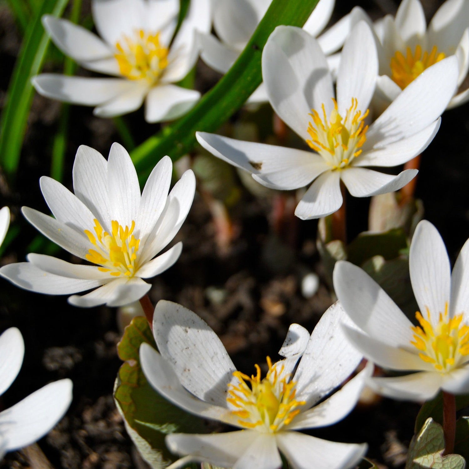 10 White Bloodroot Sanguinaria Canadensis Shade Ground Cover Flower Seeds