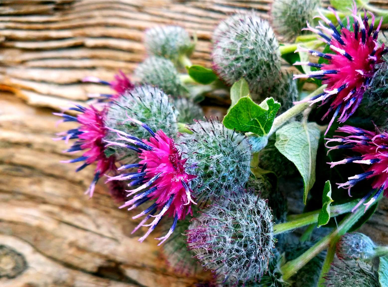 50 Greater Burdock Root Seeds to Plant - Arctium lappa
