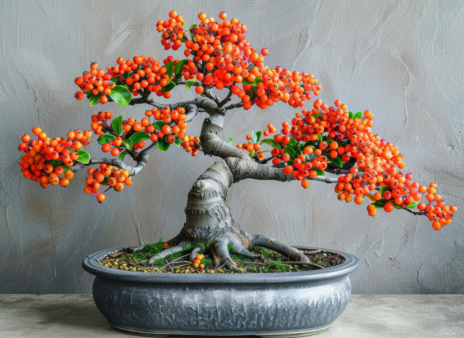 30 Firethorn Bonsai Tree Seeds for Planting