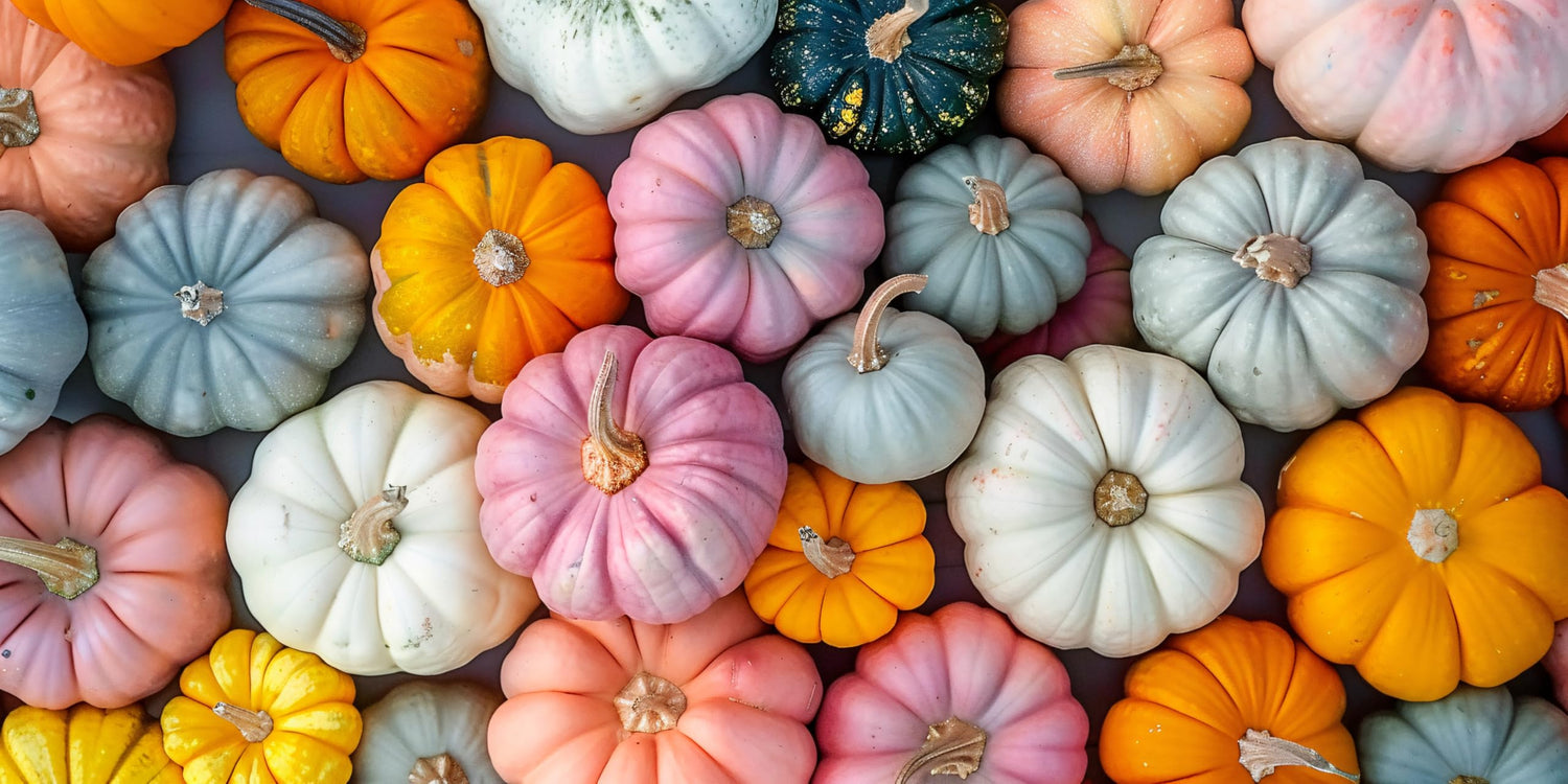 Bright and Colorful Pumpkin Patch Seeding Kit (20 Mixed Seeds) - Mix of Amazing Colors, Pink, Green, Black, Blue, Orange White. Seeds for Planting