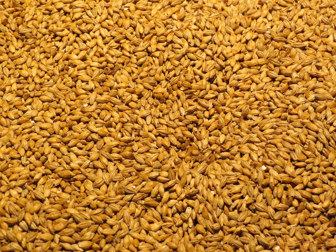 25 Barley Seeds, Cover Crop, Animal Fodder, Beer Seeds, Sprouting