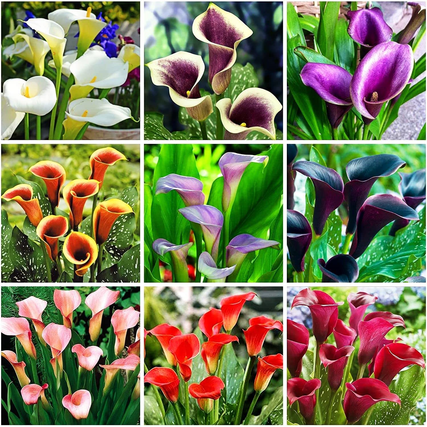 Calla Lily Bulbs for Planting, Mixed Color - Big Healthy Bulbs for Growing