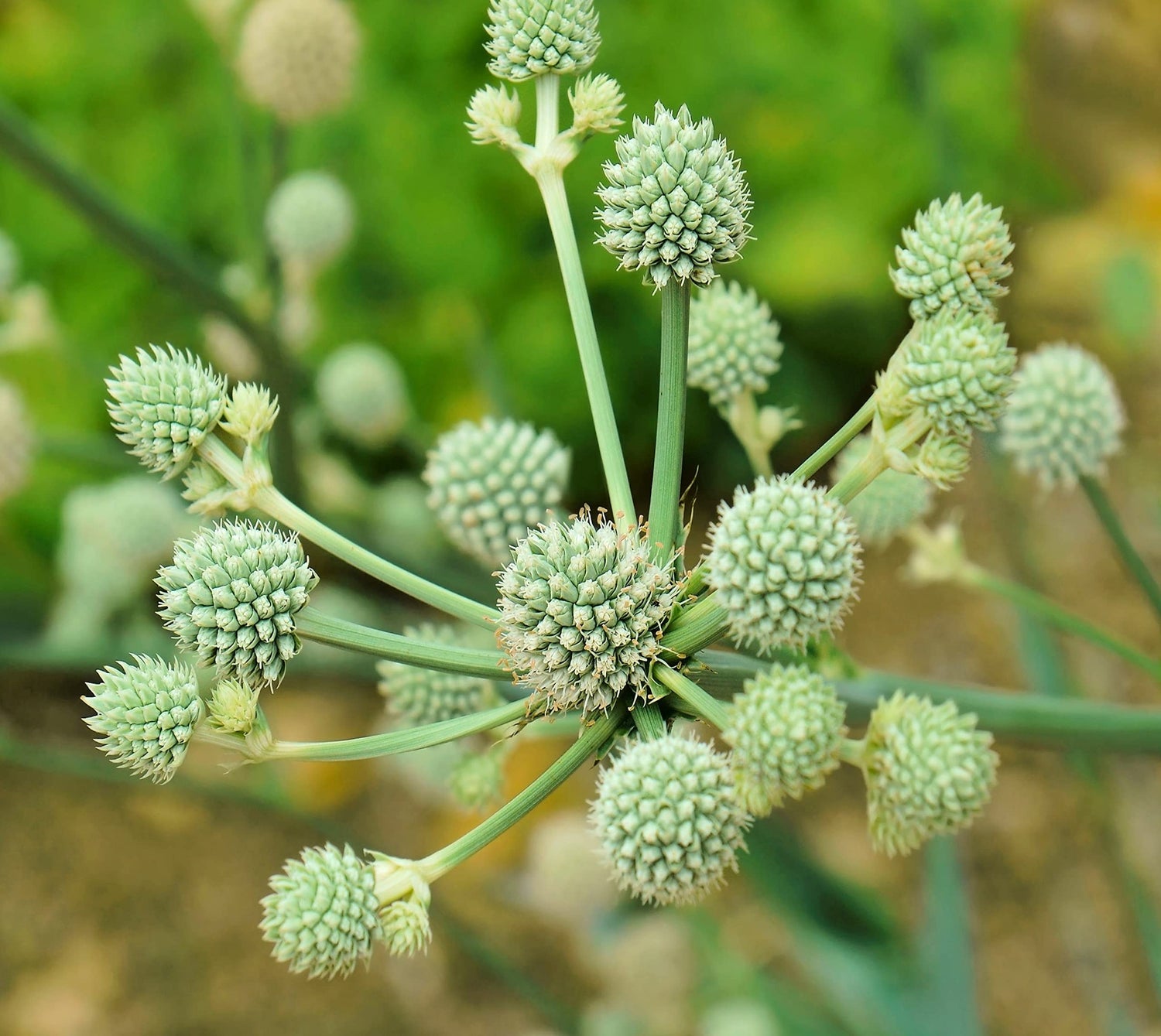 Rattlesnake Master Seeds for Planting (100+ Seeds) - Hardy Herbaceous Perennial - Eryngium yuccifolium - Great for Pollinators