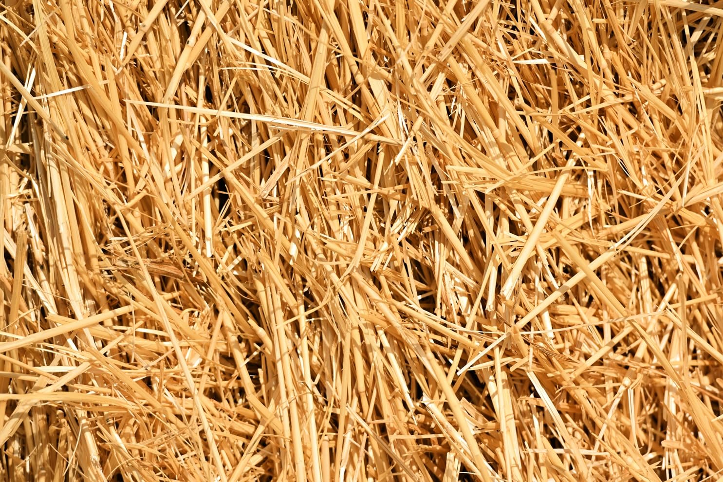 Natural Wheat Straw - 1 LB Dry Straw, Clean and Soft Decorative Straw Bale for Stray Cats Dogs Yard Farm Pets Garden Mulch Grass Cover