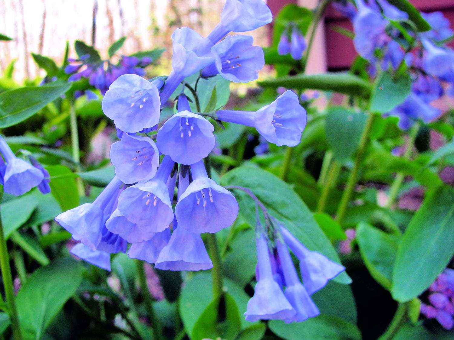 Virginia Bluebells Wildflower Seeds for Planting (10 Seeds) - Mertensia virginica - Stunning Spring Blooming Wildflower