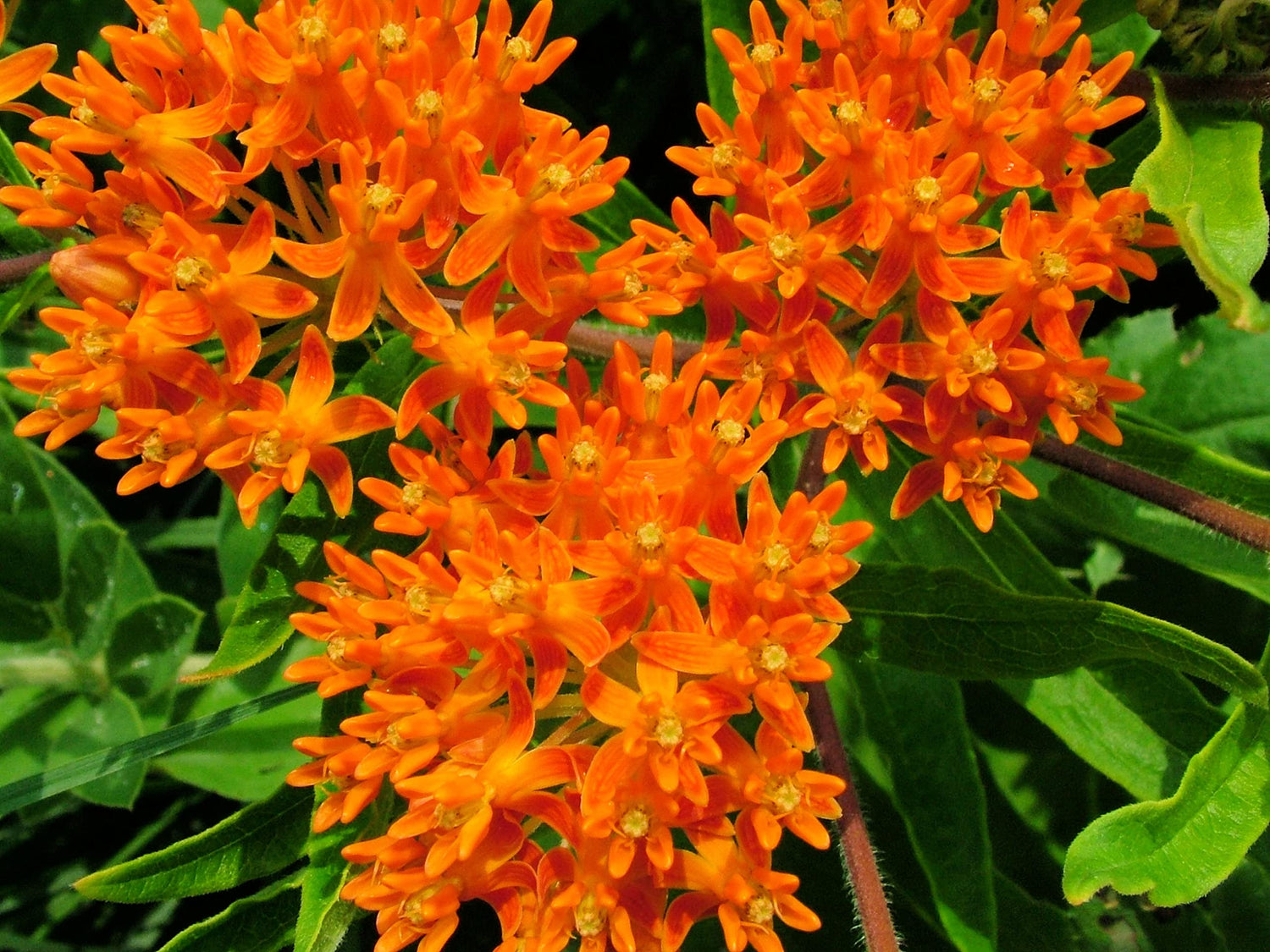 Butterfly Milkweed Native Seeds for Planting (100 Seeds) - Asclepias tuberosa - Great for Butterflies and Pollinators