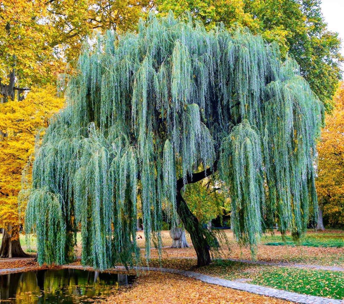 Weeping Willow Tree Cuttings to Plant - Fast Growing Trees - Beautiful Arching Canopy - Popular asBonsai