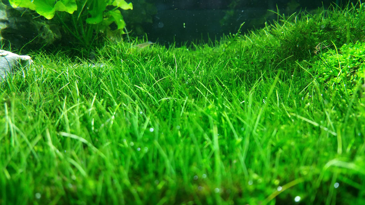 Aquarium Water Grass Seeds for Fish Tank | 100+ Seeds | Decoration Creates Lush Green Carpet, Dwarf Aquarium Grass, Small Cow Hair Grass Seeds