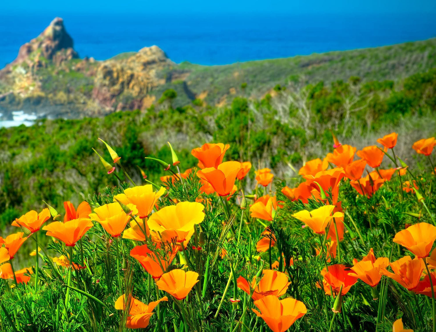 California Poppy Flower Seeds - (Eschscholtzia californica) California State Flower