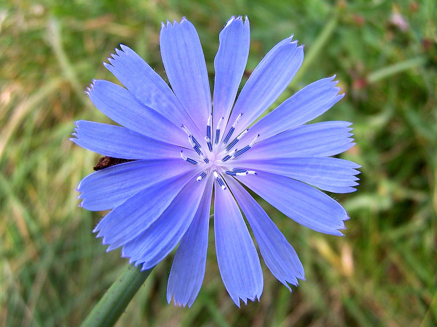 Chickroy Wildflower Seeds for Planting - 1,000 Seeds - Excellent Wildlife Foodplot or Animal Pasture Forage