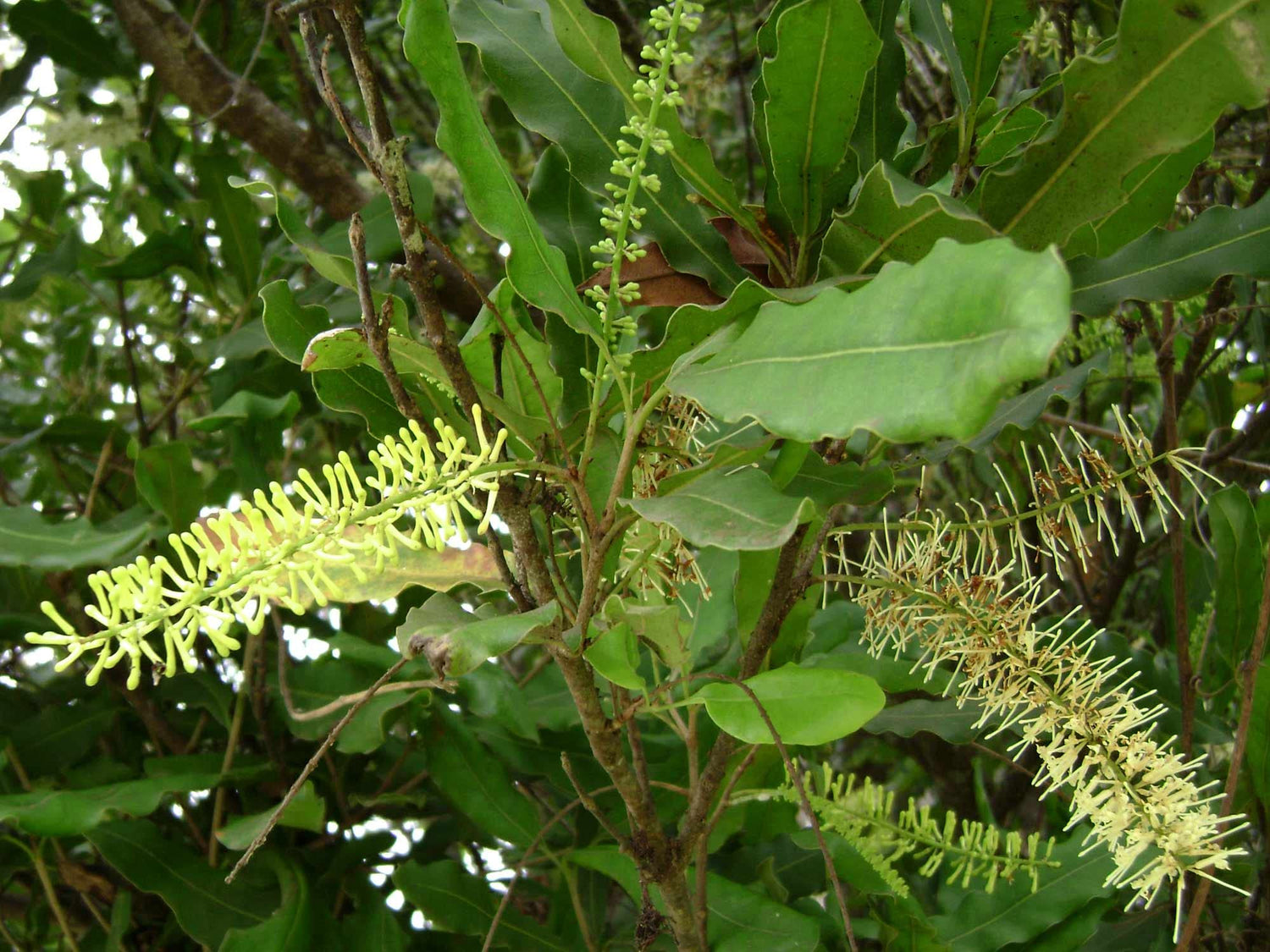5 Macadamia Nut Tree Seeds - Macadamia integrifolia - Ships from Iowa, USA