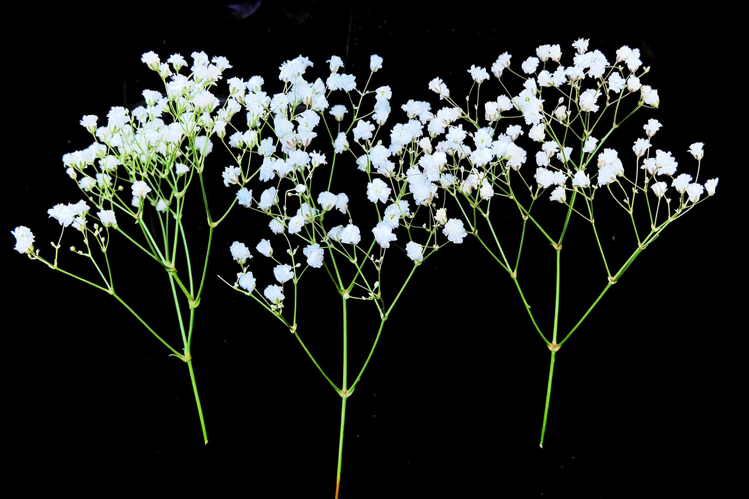 5,000 Baby's Breath Seeds for Planting - Easy to Grow Annual Flowers