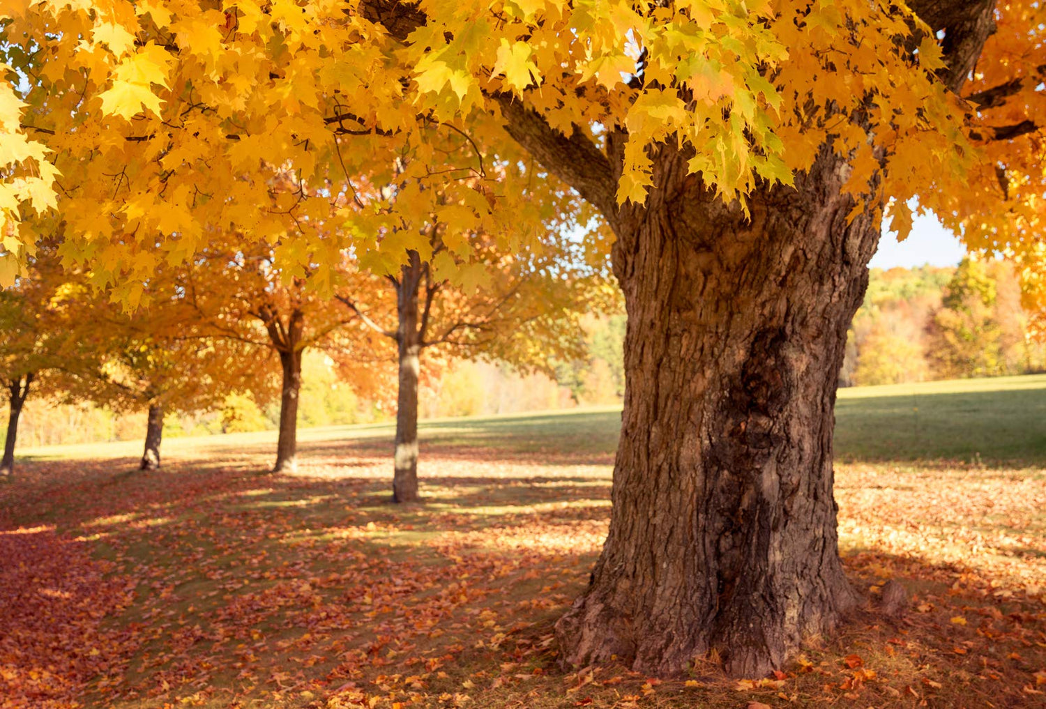 Sugar Maple Tree Seeds for Planting - 20+Seeds to Grow - Vibrant Yellow Fall Leaves - Acer Saccharum