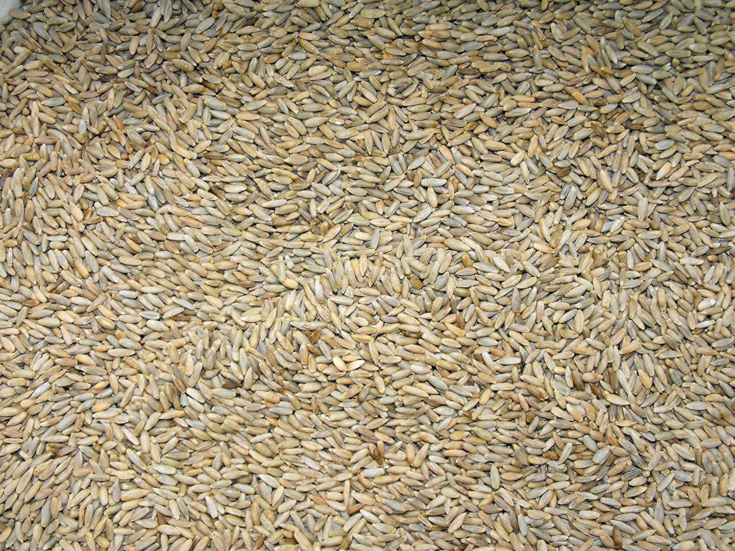 Cereal Rye Grain Seeds Open Pollinated Cover Crop Forage Deer Plot Food