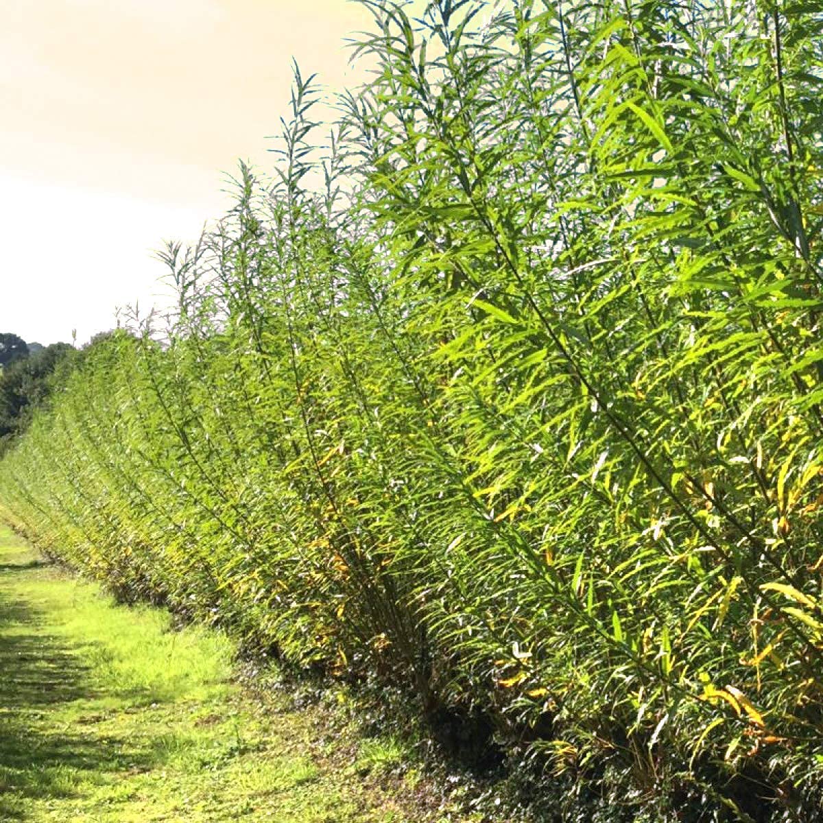 100 Hybrid Willow Tree Plant - Austree Cuttings Grow 12 Feet 1st Season - Create Instant Privacy Fence Hedge Fast Shade- Live Trees Fast Growing - Twigz Nursery
