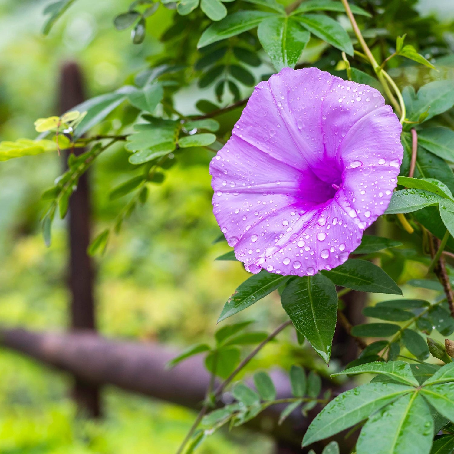 Rare Flower Morning Glory Mix Seeds, 50 Seeds, Heirloom Bonsai Big Petunia Beautiful Garden Flowers-Land Miracle