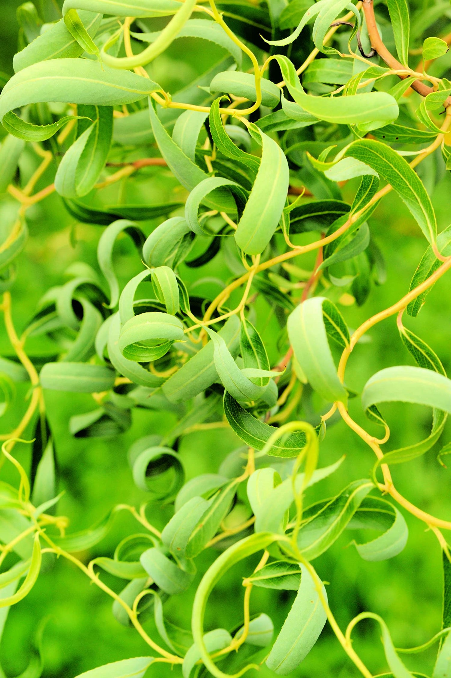 Gold Curly Willow Trees - Fast Growing Attractive Good Luck Trees - East to Grow Landscape, Garden or Yard Trees.