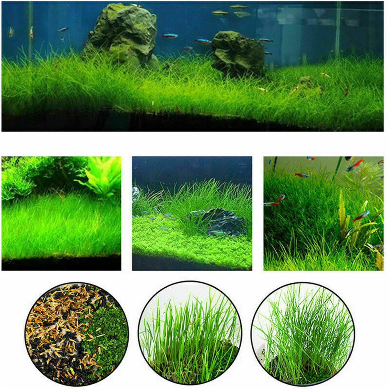 zellajake Aquarium Grass Plants Seeds Mini Hairy Grass Seeds 10G Fish Tank Aquarium Plant Aquatic Water Grass Plant Seeds Easy Grow