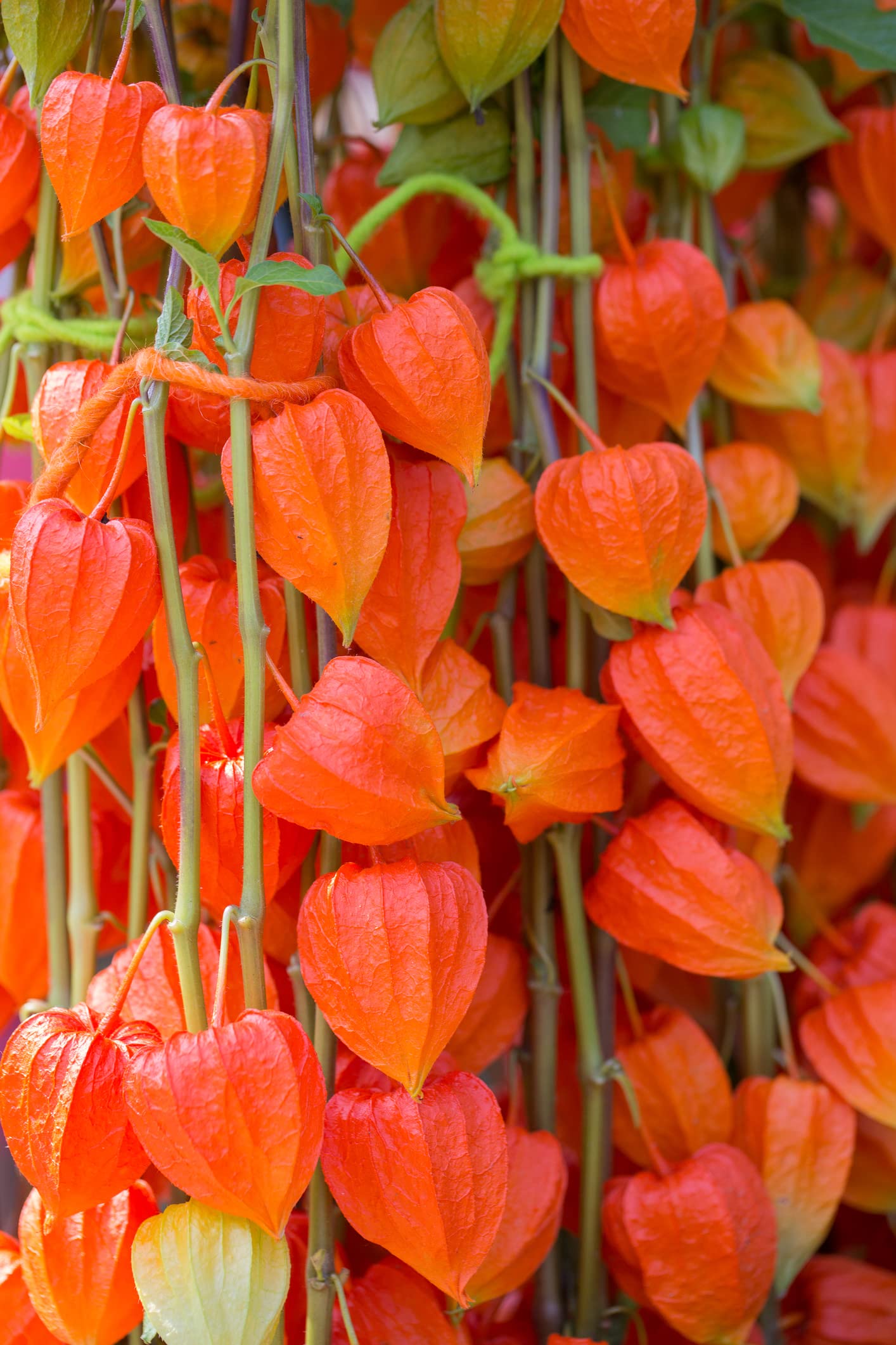 Chinese Lantern Seeds for Planting | 100+ Seeds | Stunning Lantern Like Blooms, Ground Cherry - Physalis alkekengi
