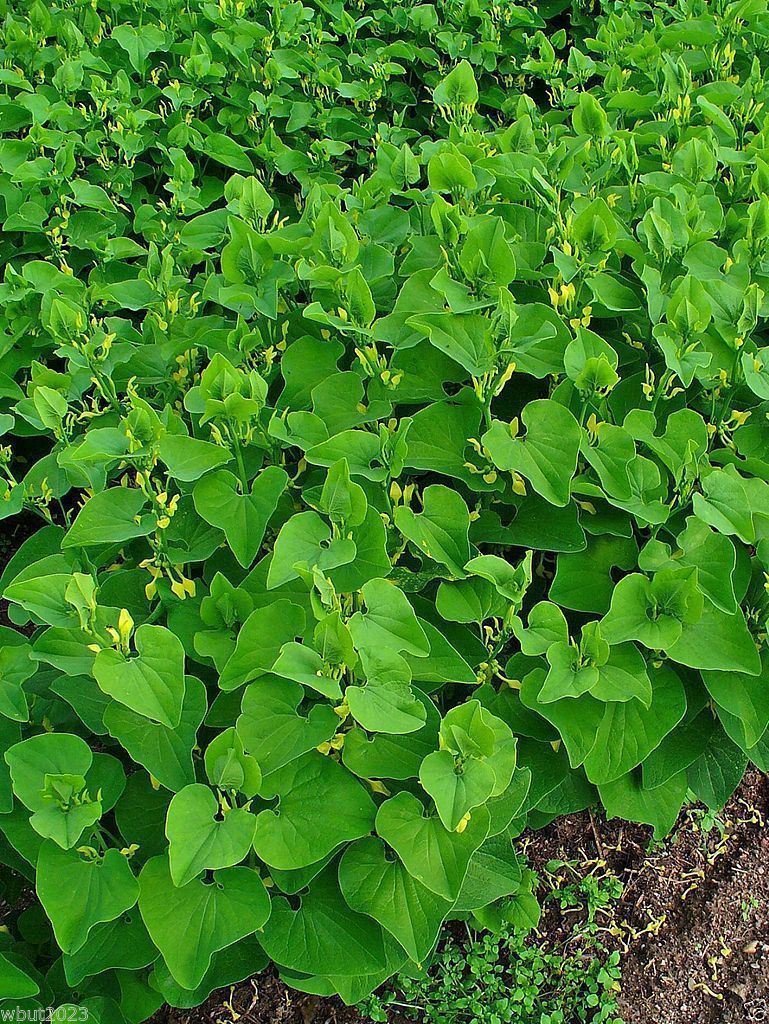 Birthwort Seeds (ARISTOLOCHIA clematitis Osterluzei) European pipevine