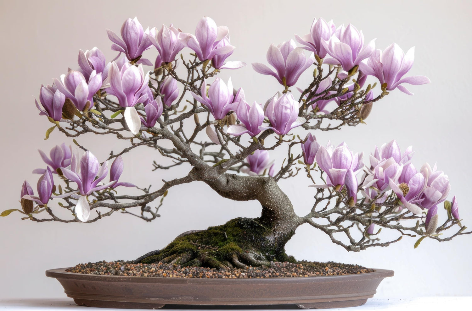 10 Saucer Magnolia Bonsai Tree Seeds for Planting