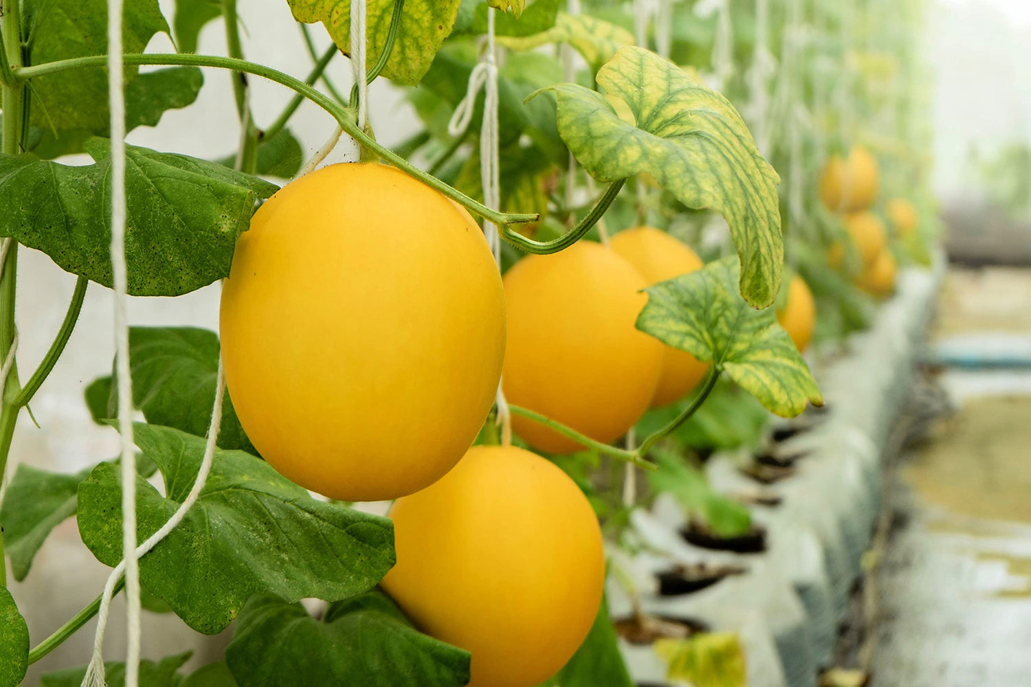 Hanging Canary Yellow Melon Seeds for Planting - 10 Seeds - Made in USA, Ships from Iowa. Grow Canary Yellow Melons