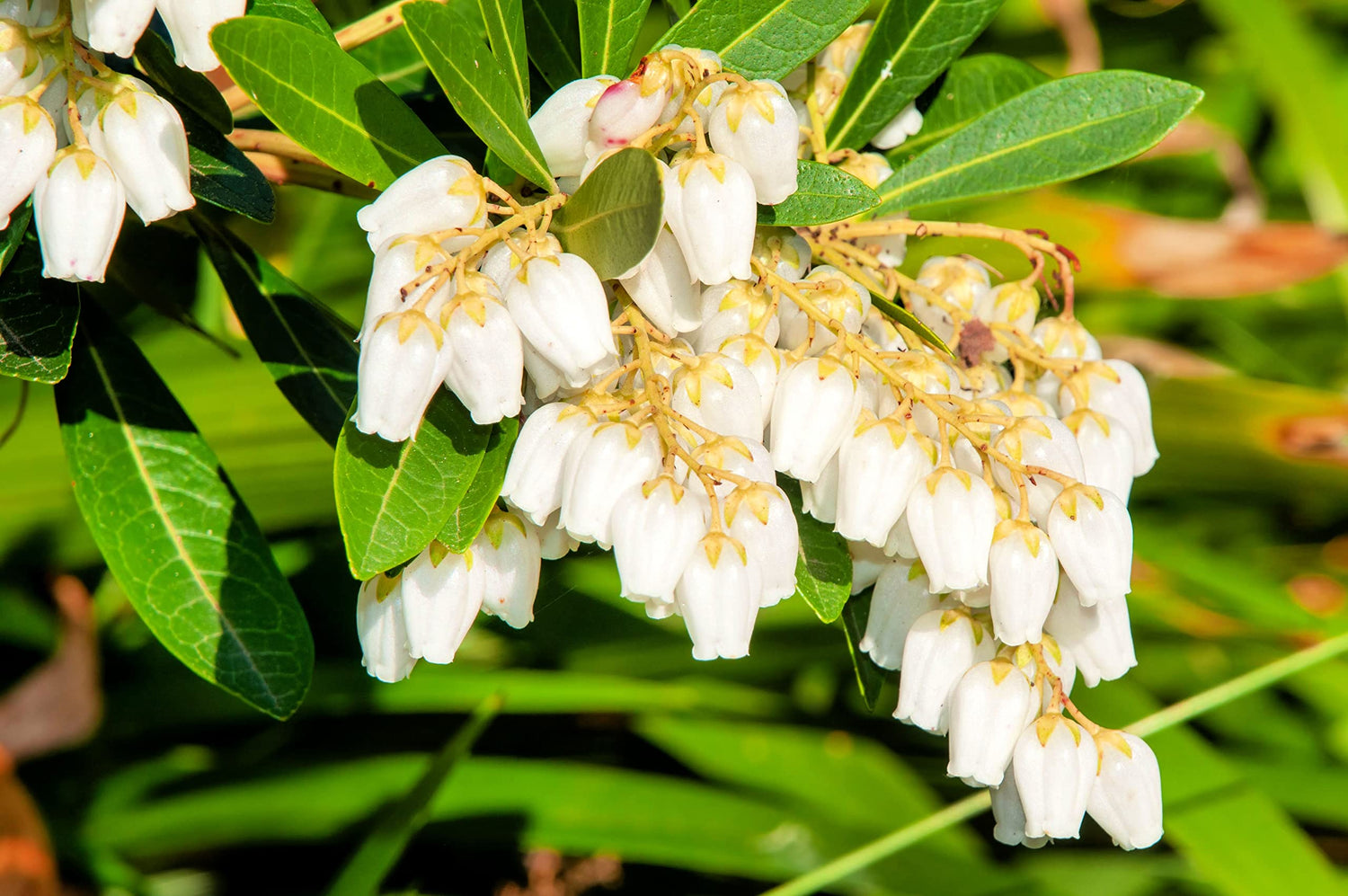 Forest Flame Shrub Seeds (30 Seeds) - Pieris japonica, Japanese Pieris, Japanese Andromeda