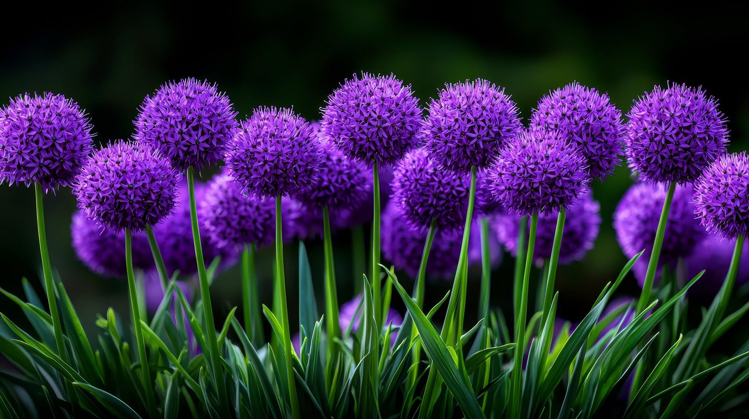 Purple Passion Allium Bulbs for Planting - Large Round Blooms are Deer Resistant and Attract Pollinators