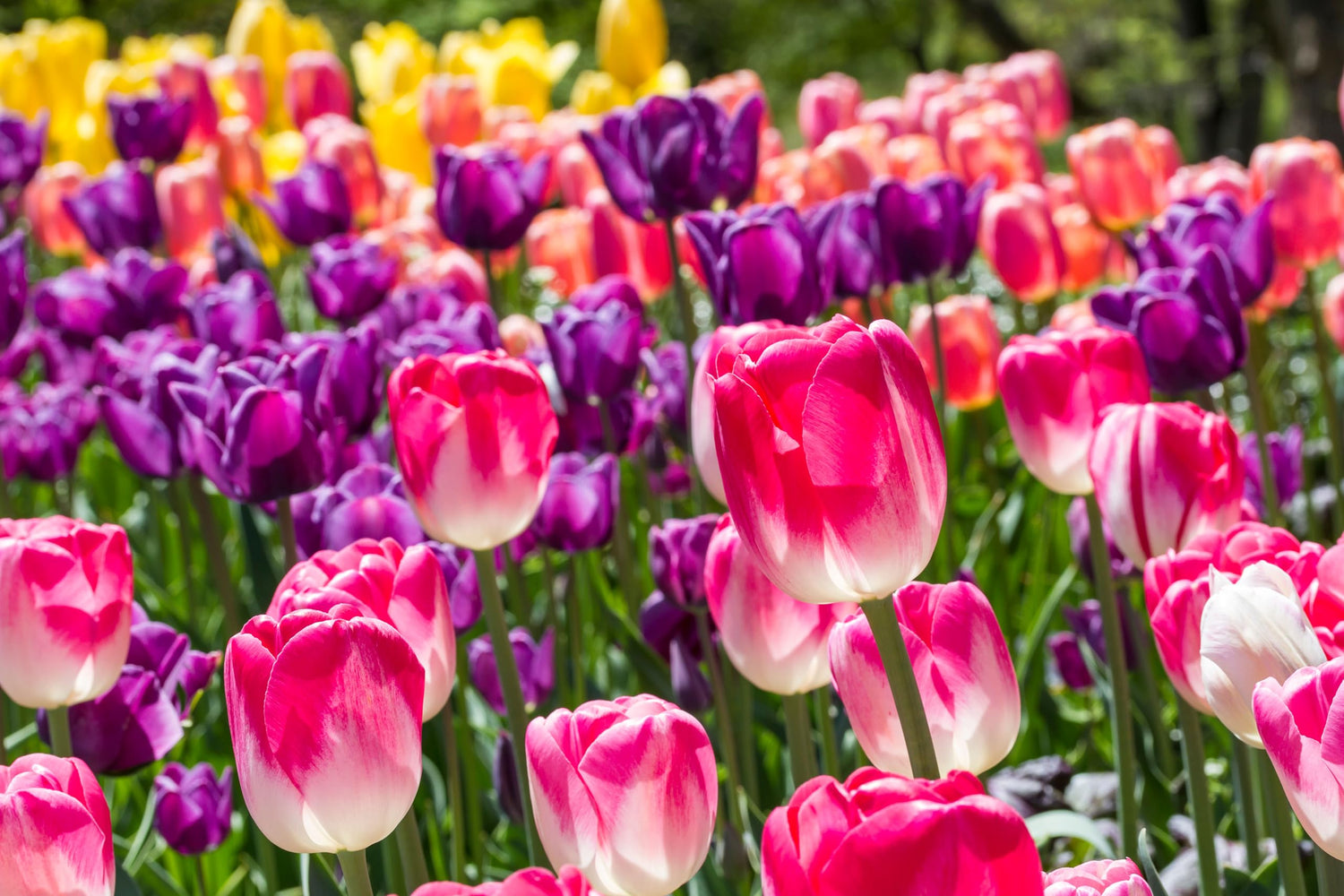 100 Tulip Bulbs Mixed Tulips Varieties Collection Tulips Bulbs for Gardens Spring Flowering Bulbs Ready to Plant Flower Bulbs Add a Pop of Vibrant Color to Your Garden with Beautiful Tulip Bulbs