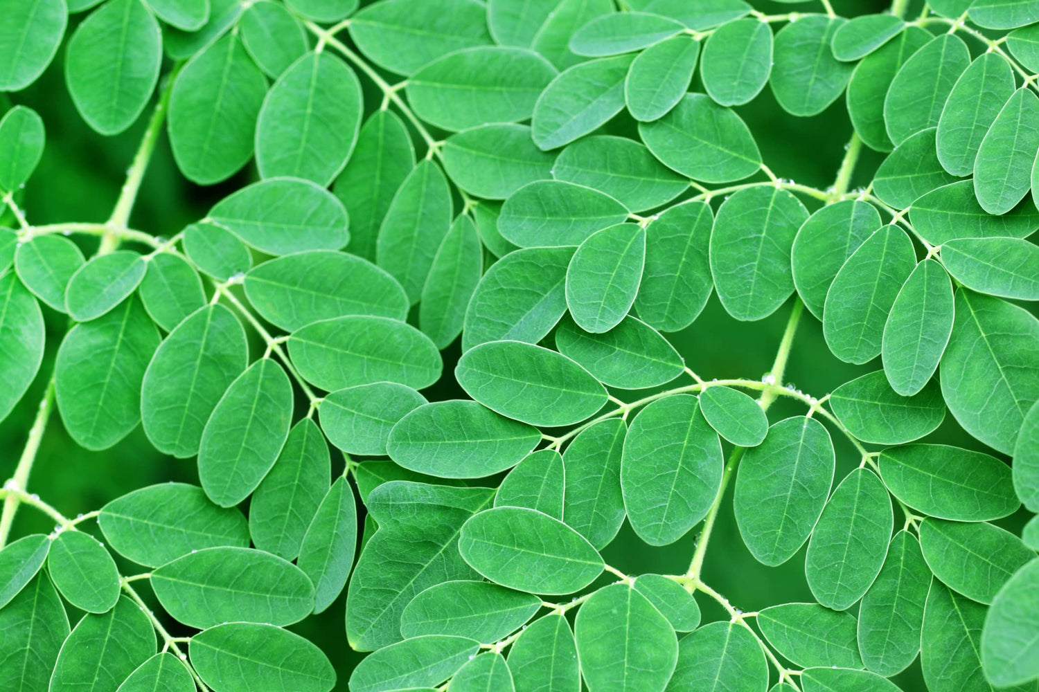 30 Seeds of The Tree of Life - The Moringa Tree - Easy to Grow, Fast Growing Tree