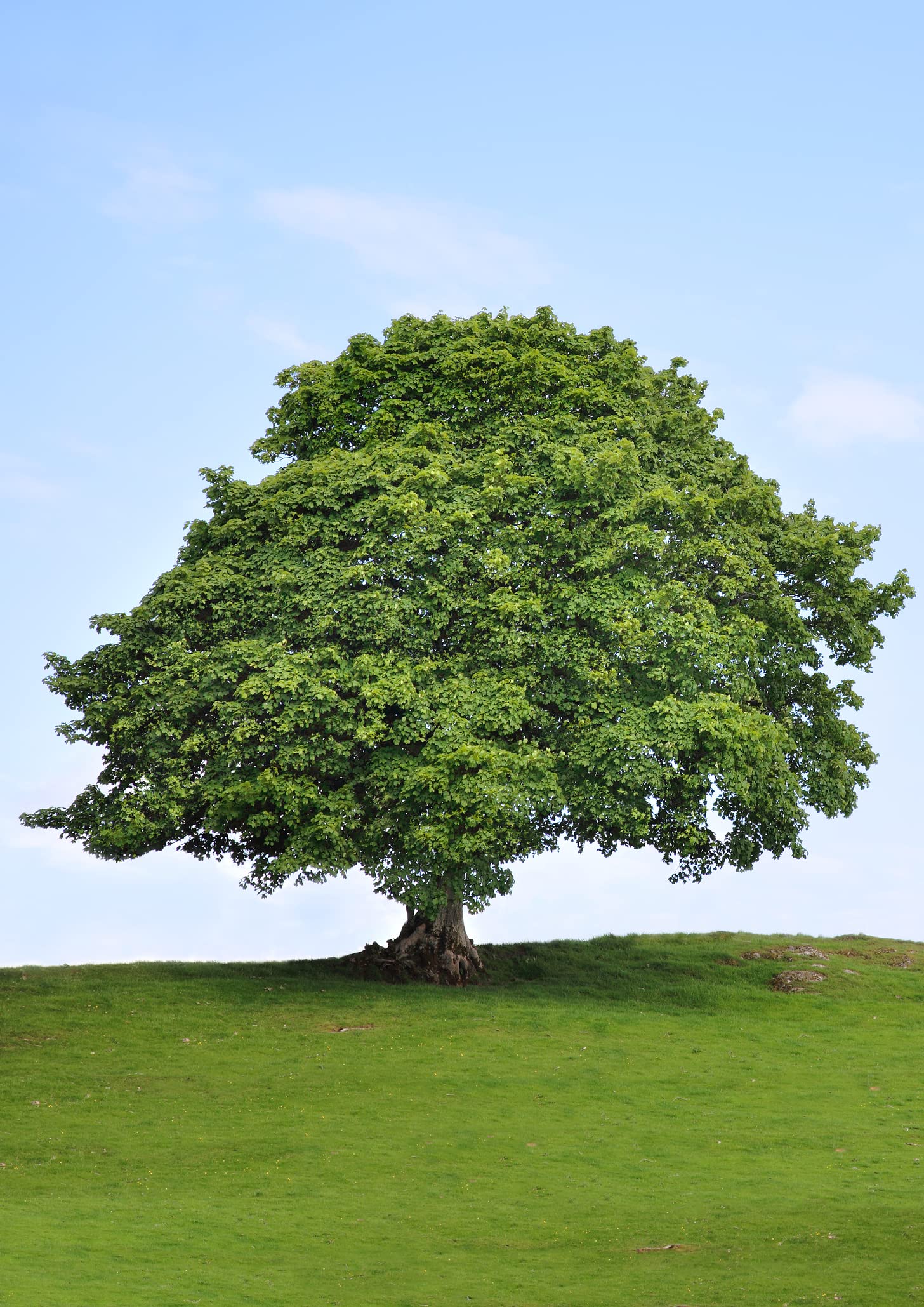 Sycamore Tree Seedlings for Planting | Live Tree Seedlings | No Ship to California