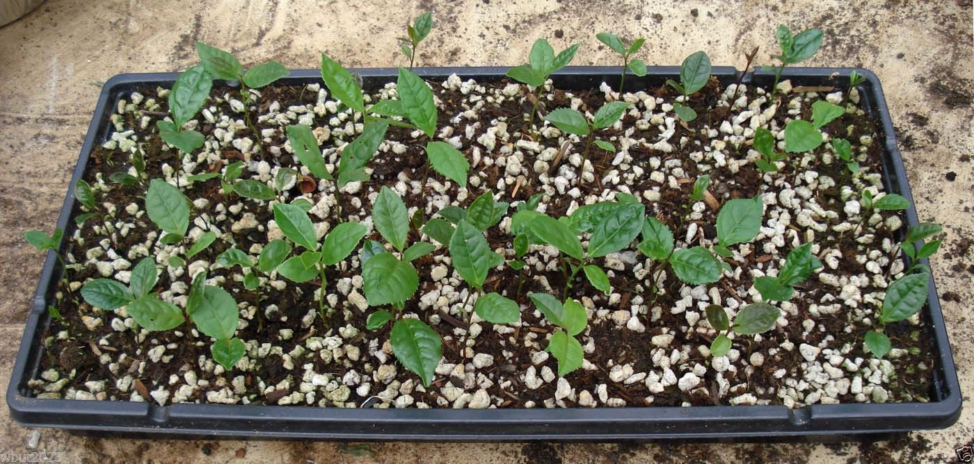 Green Tea Plant Seeds - Camellia sinensis, also known as Tea Plant, Tea Tree (10 Seeds)